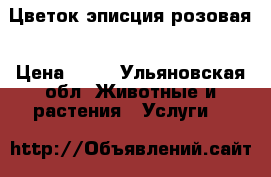 Цветок эписция розовая › Цена ­ 80 - Ульяновская обл. Животные и растения » Услуги   